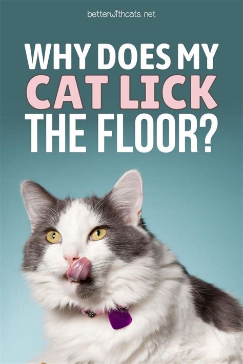 why does my cat lick the wall|cat licking carpet.